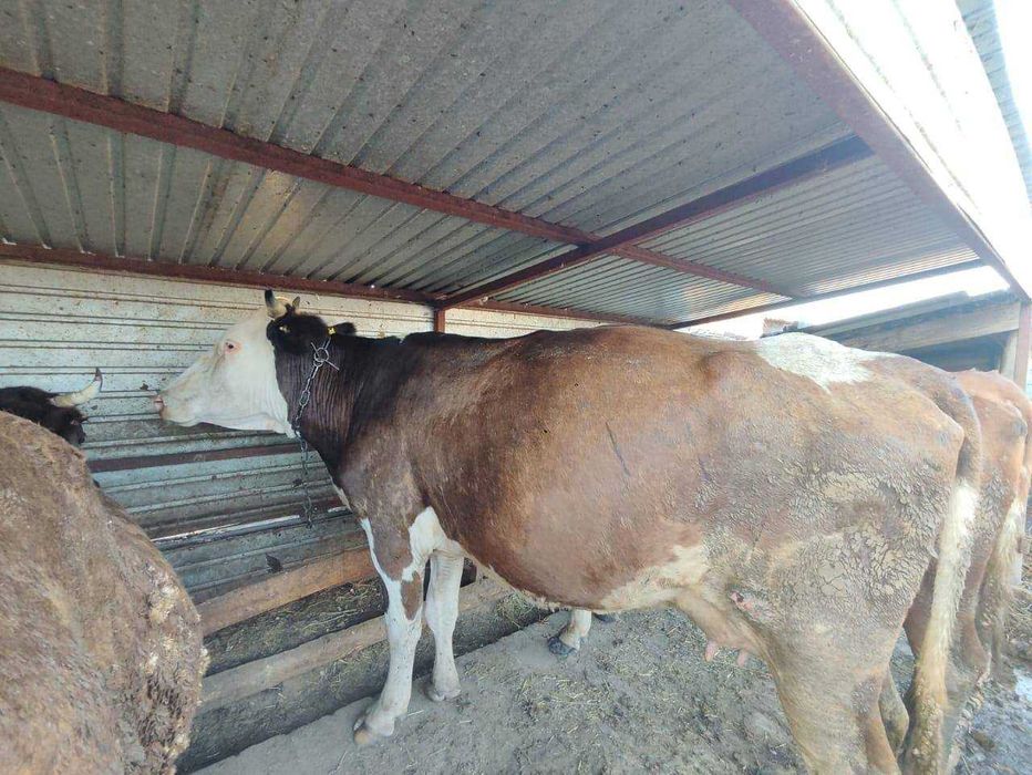 продам дойных коров три штуки