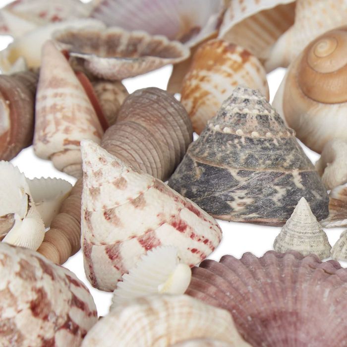 Set de Scoici si Melci de Mare pentru Decorare Artizanat Naturale 1kg