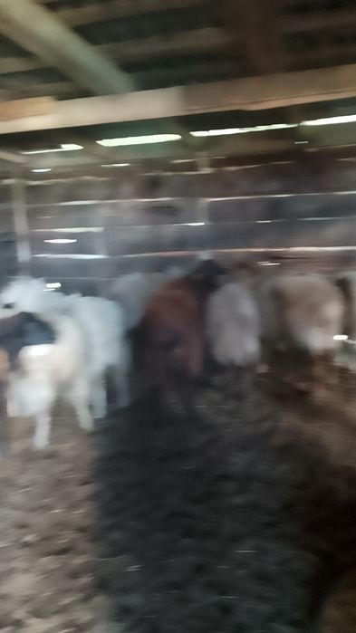 Продам овец 12 голов