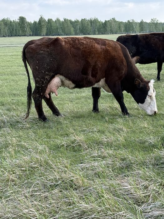 Продам корову молочную