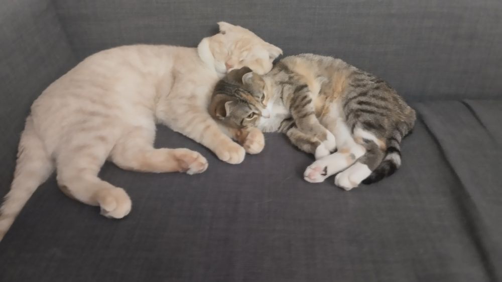 вислоухие кот и кошка