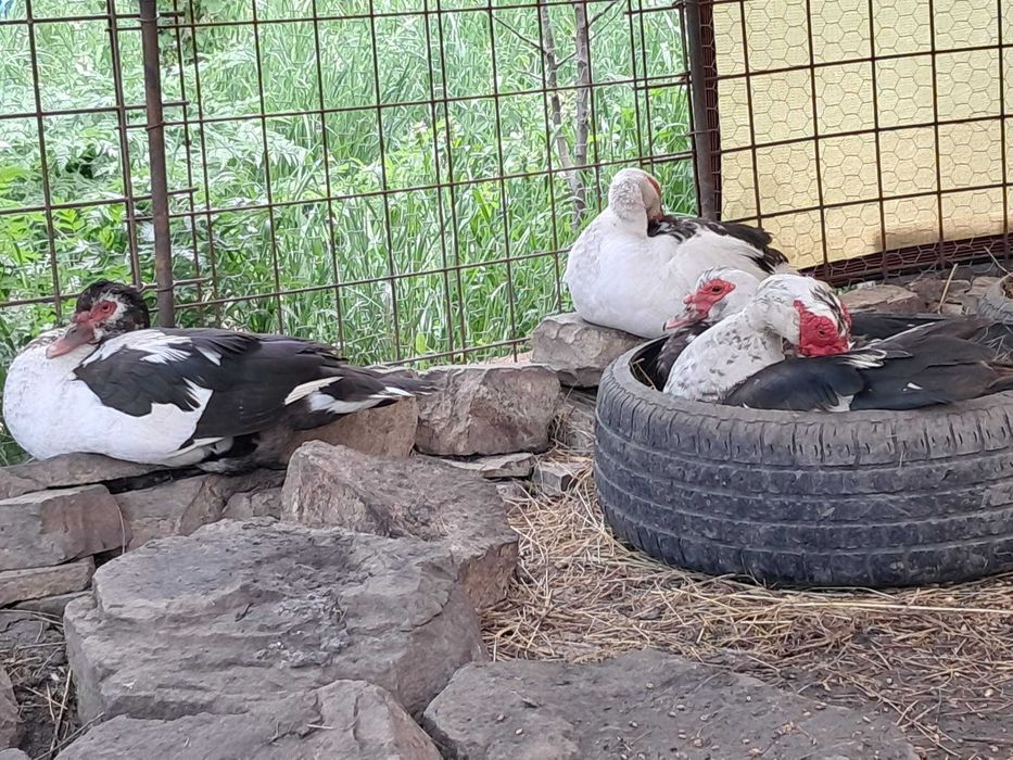 Vand familie de rate de rasa mute