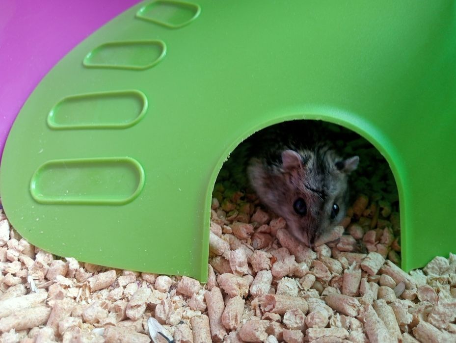 Продам хомяка с клеткой