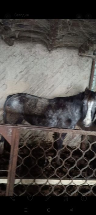 Продам бие на откорме