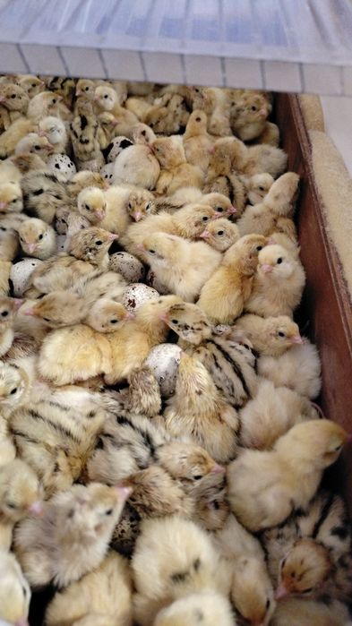 Яйца инкубационные ПЕРЕПЕЛОВ!!!