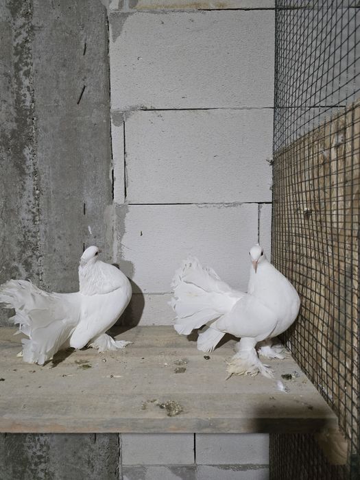 Porumbei rotati indieni