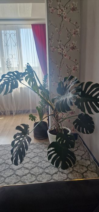 Цветы комнатные большие