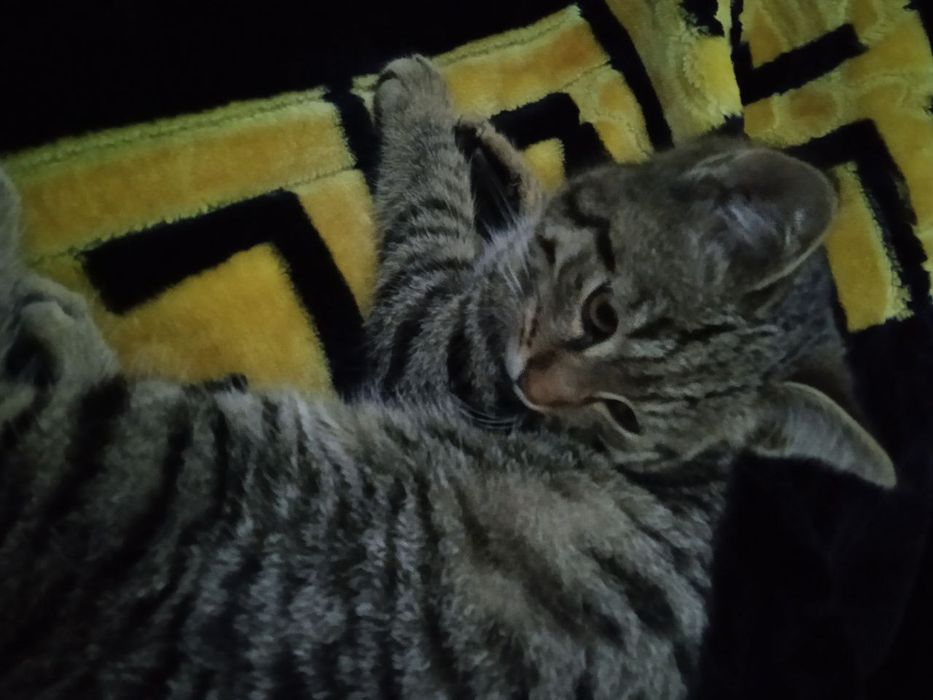 Отдам кошек .МУШУК безплатно