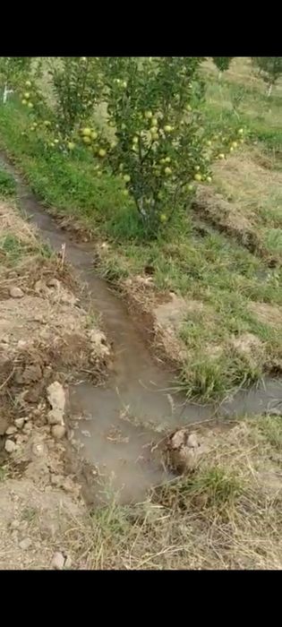 Сад яблоневый Иссык