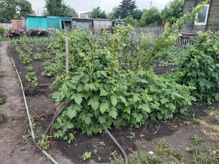Продам дачный участок