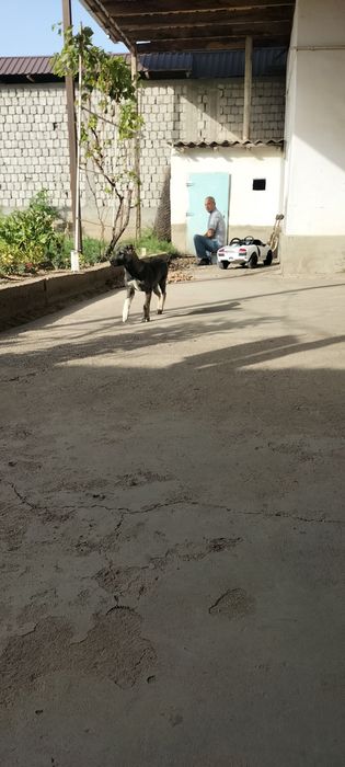 КАНГАЛ щенок  3 месяцев