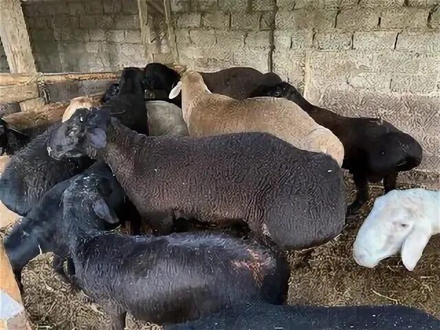 БОРДАҚЫ Қошқар Саулық