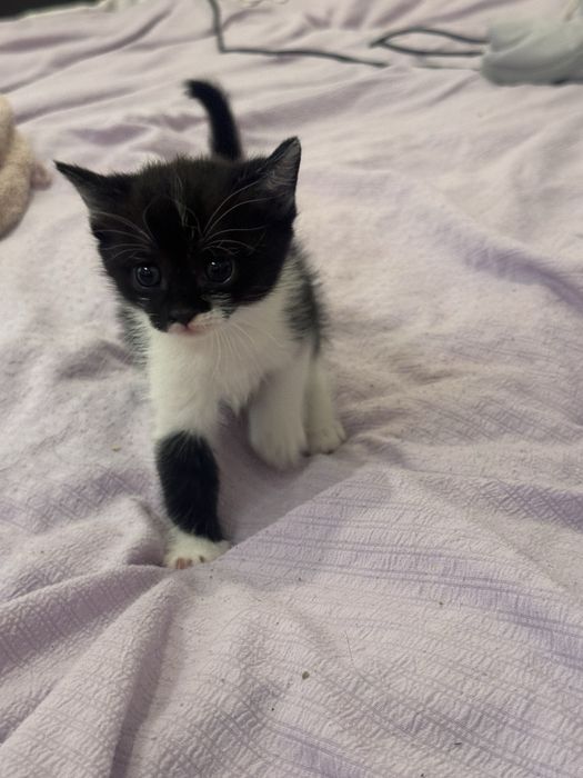 Отдам бесплатно котят