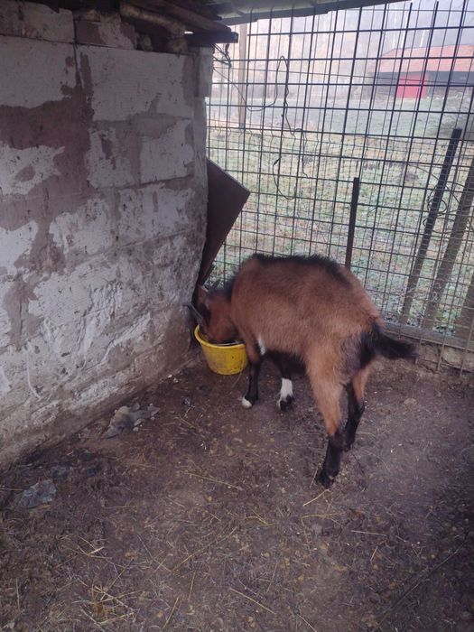 Vând țap alpin francez tânăr