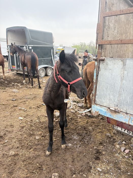 Продам  тайчика