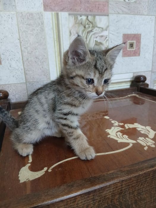 Mushukchalar bepul beriladi