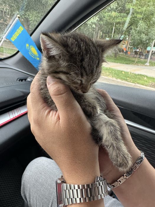 Отдам котенка бесплатно