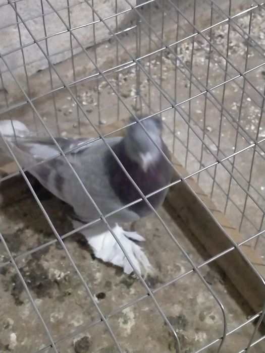 Продаётся сиреневый самец