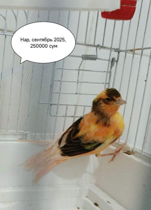 Канарейки самцы от производителя