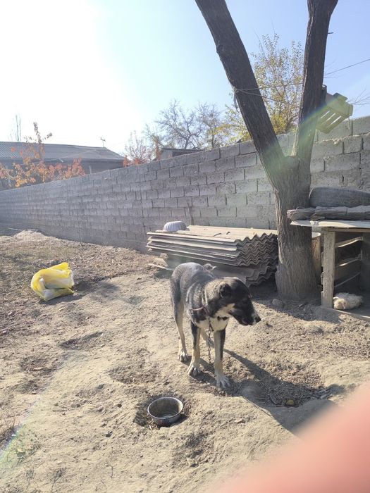 Alabay aprelda tugʻilgan 7 oylik