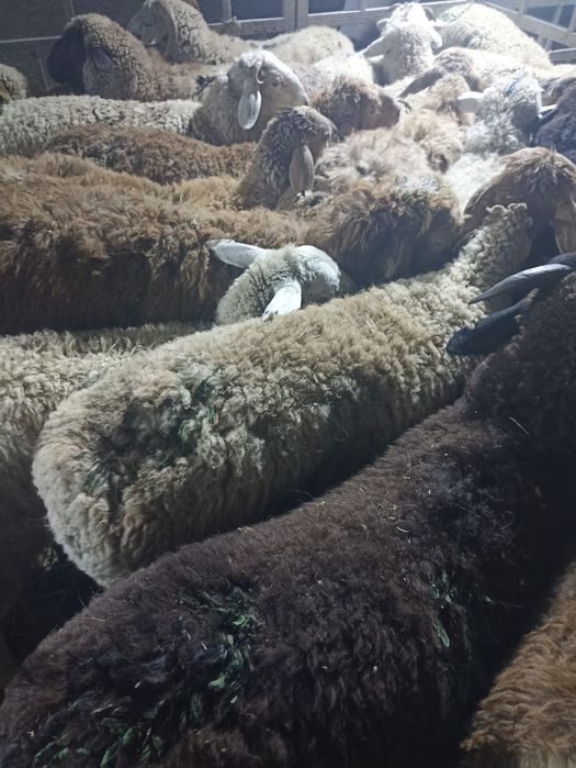 Бараны Баран баран