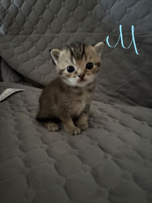 продаются котята