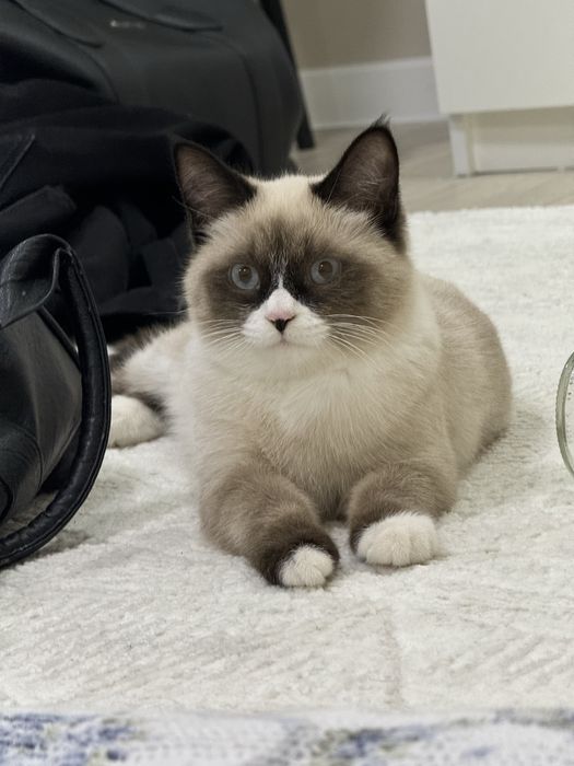 Продам кошку 8 месяцев