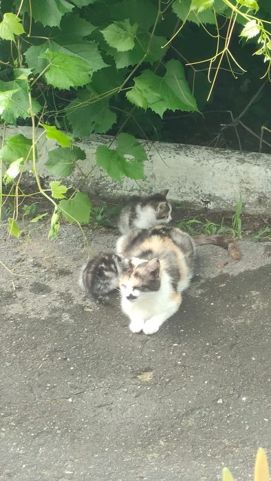 Котята очень красивые!