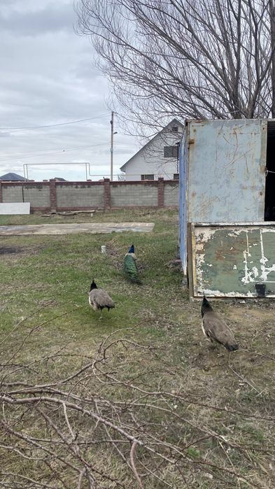 Павлин для дома кросата