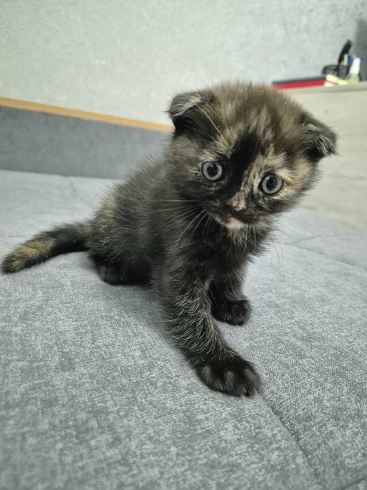 Котята. Шотландский страйт/фолд