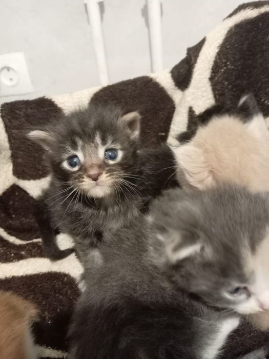 Котятки мейн-куна