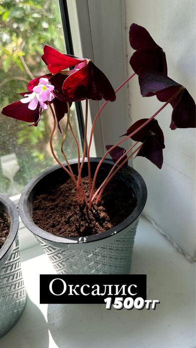 Комнатные цветы