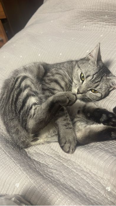 Кошка домашняя шатландская