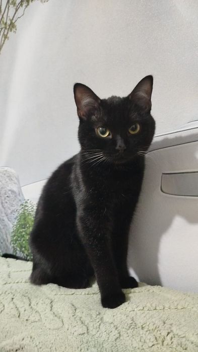 Отдам кошку  в добрые руки