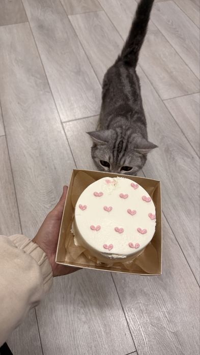 Отдам даром шотландскую кошку