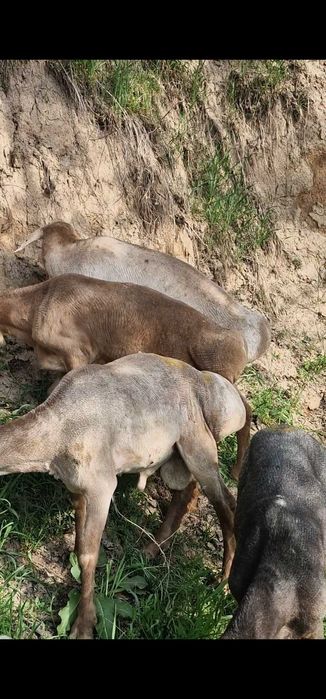 Тозза сифатли Кучкорлар Qo'chqorlar