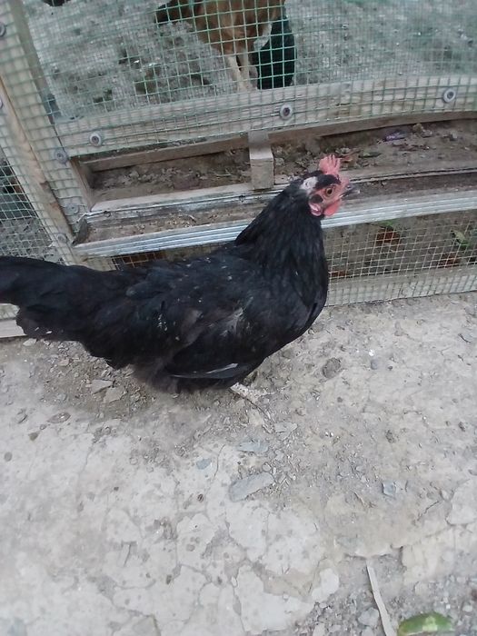 Tovuqlar sotiladi hammasi sog'lom yaxshi xolda narxlar insof bn quylgn