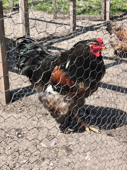 Cocosi Brahma de vanzare