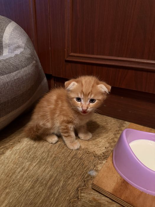 Котята шотландские