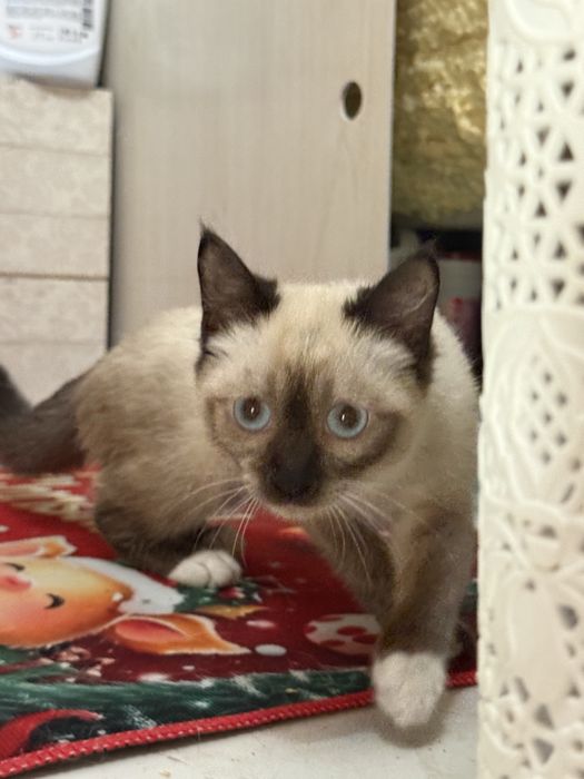 Тайский котенок в добрые руки