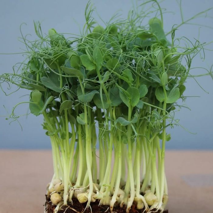 Vând microplante crescute bio