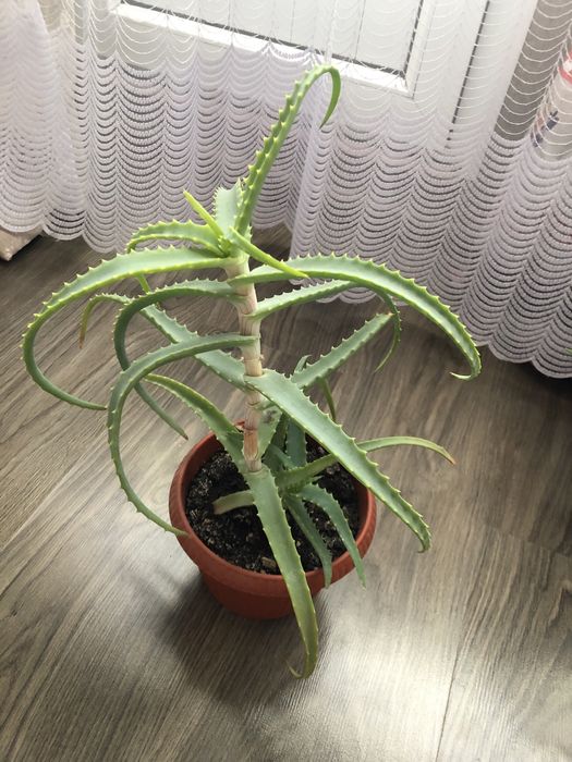 Алоэ разных сортов