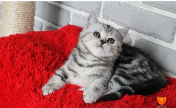 Шотланские котята
