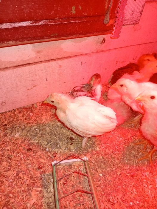 Wayandote gsg și  Araucana