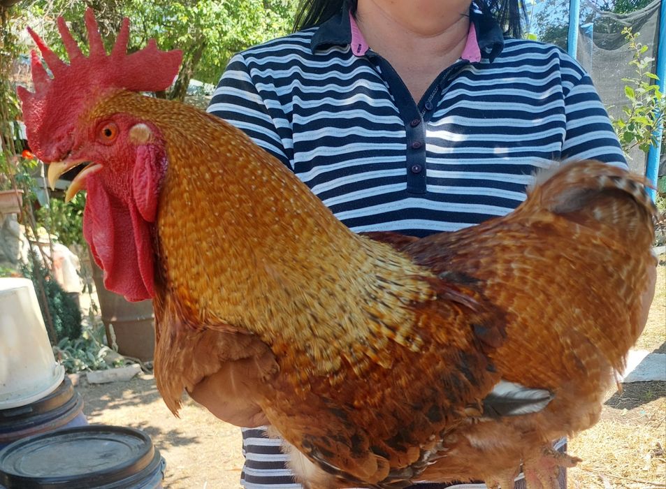 Продавам Петли на 8м