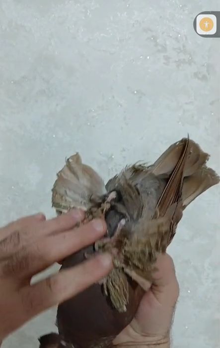 Продам голубей...