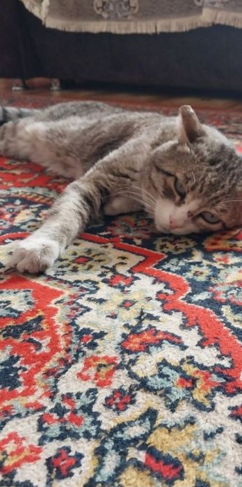 Пропал кот полосатый серого цвета