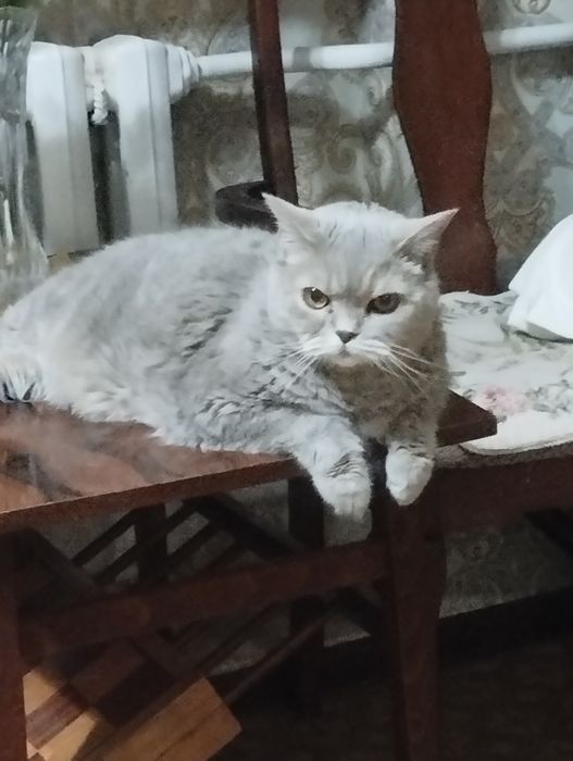 Кот британец отдам только в добрые руки