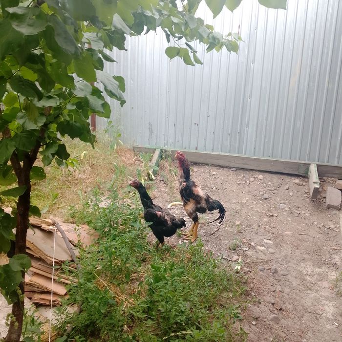 Продам пару даканов