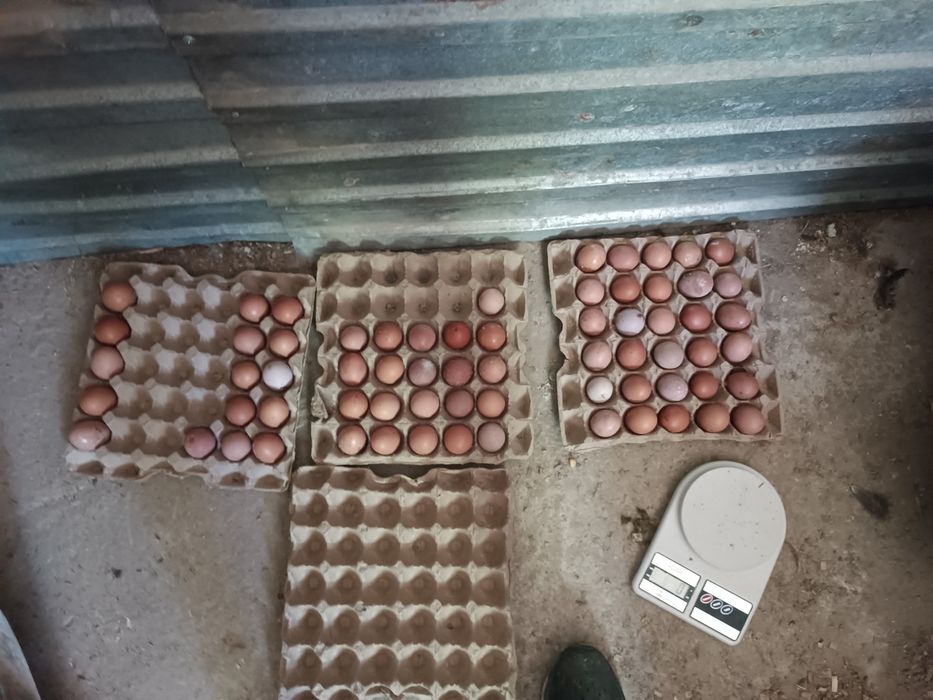 Продам яйца домашние